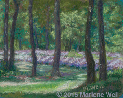 Lavenders Blooming
